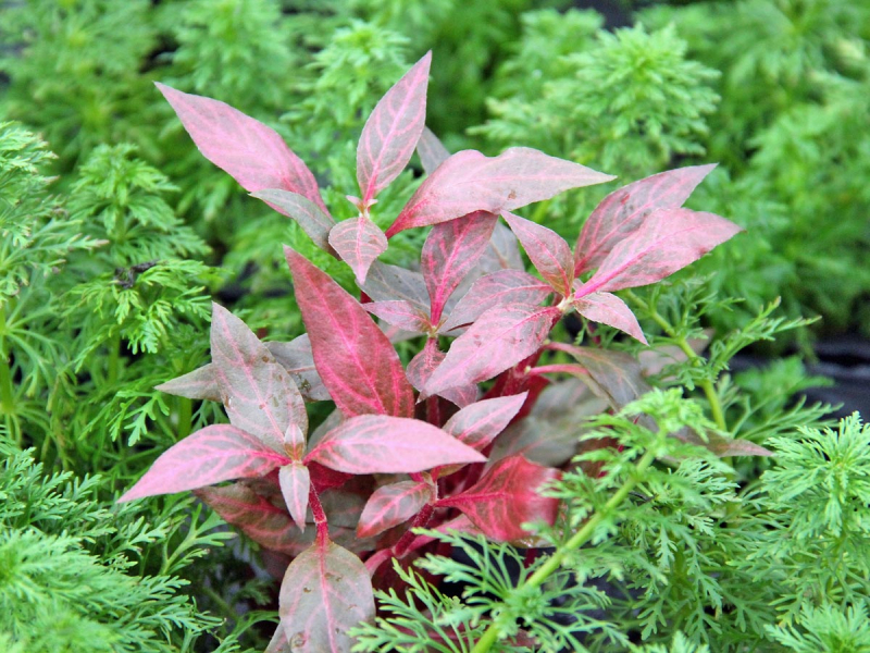 Preview: rubinrotes Papageienblatt - Alternanthera reineckii 'Red Ruby'